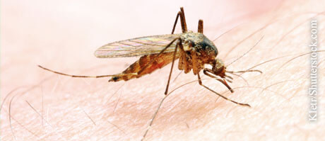  Die Anopheles-Mücke ist die Überträgerin des Malariaerregers.